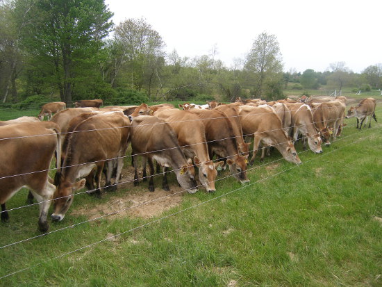 Αποτέλεσμα εικόνας για αγελαδες προβατα